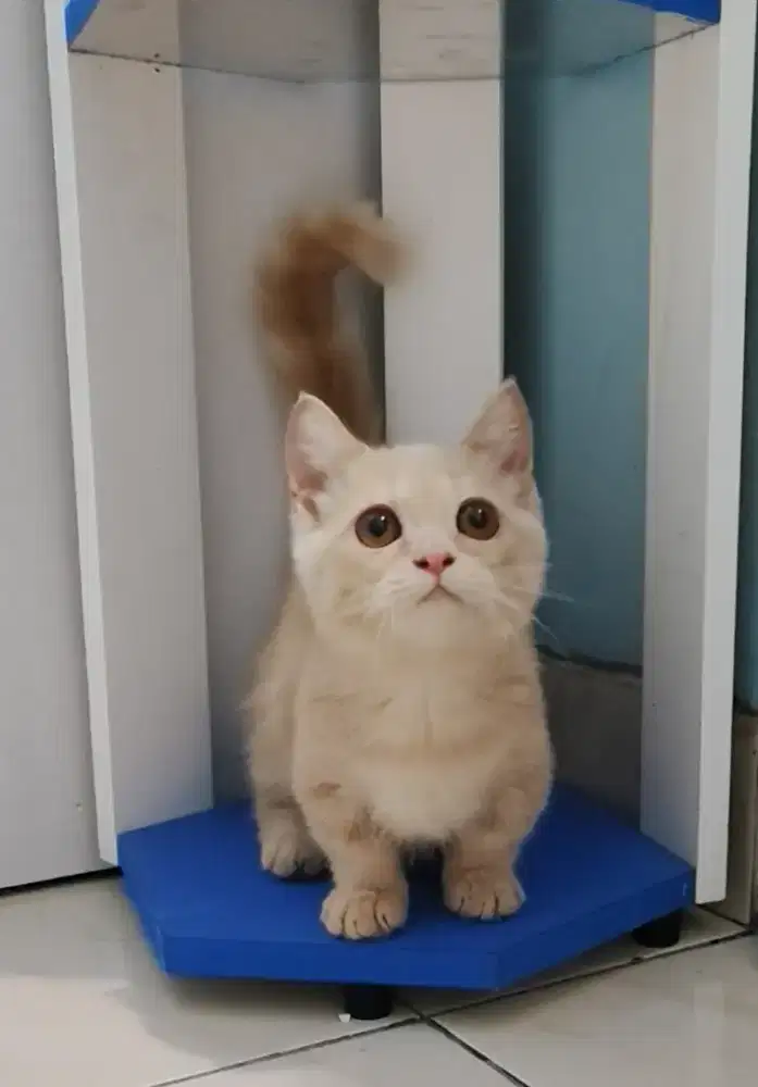 Kitten BSH Munchkin Jantan British Short Hair Standar Cream Solid