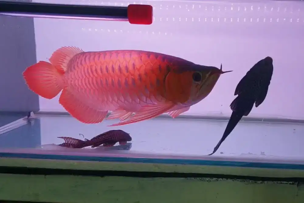 Arwana sr uk 50 cm .