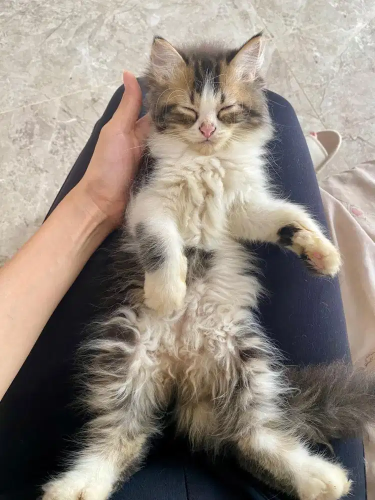 Kucing Persia x Norwegian