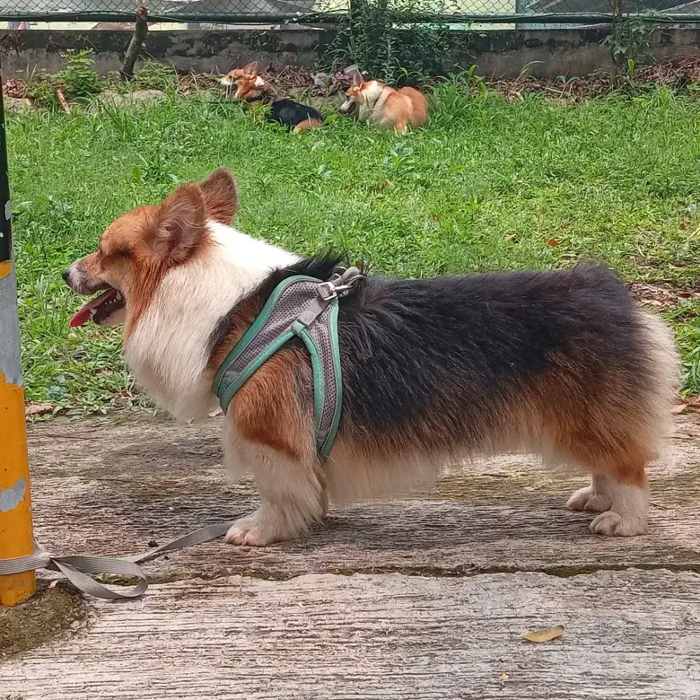 Anjing corgie betina
