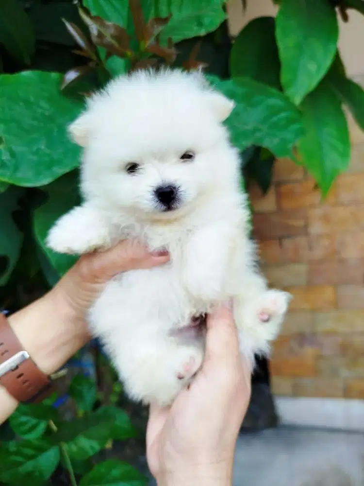 anjing minipom pomerian jefra petshop