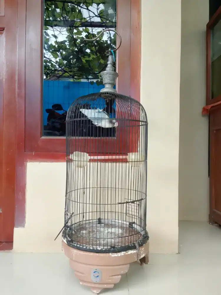 Love bird warna hitam batman