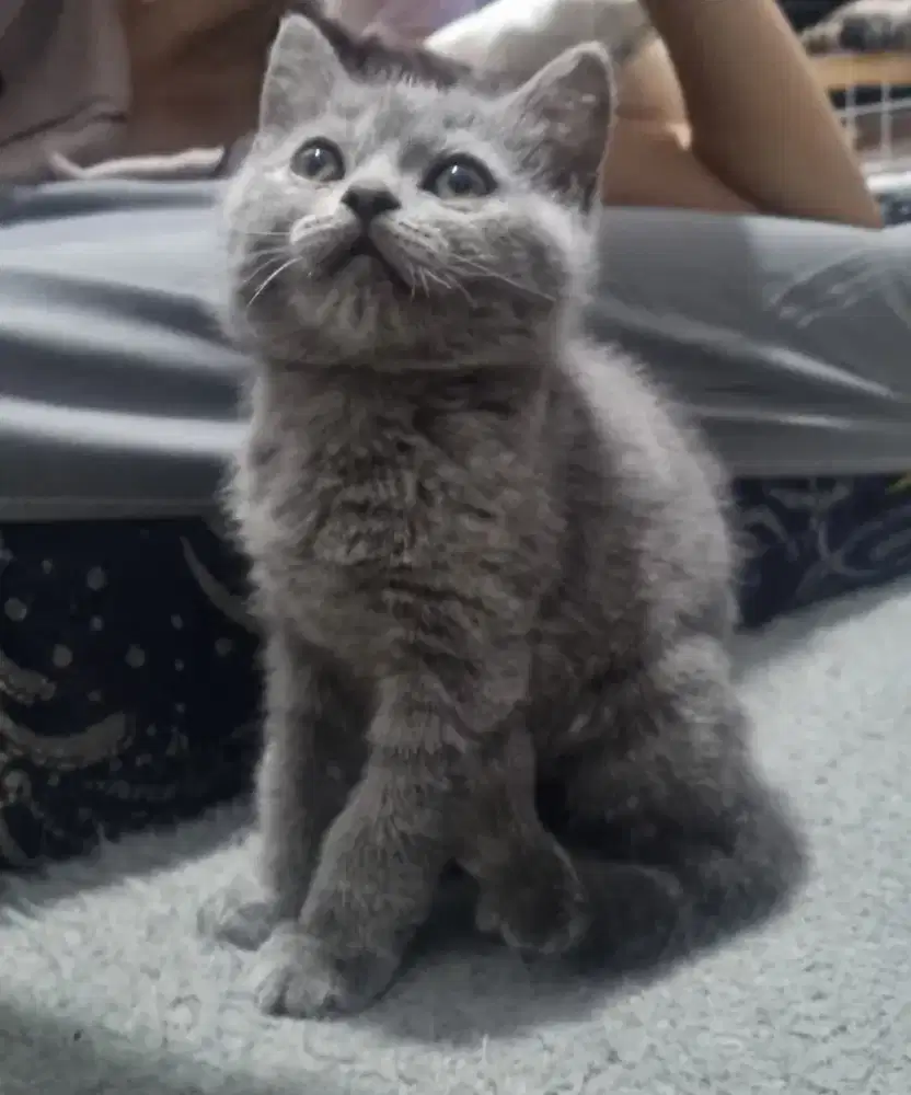Kitten British Short Hair (BSH)