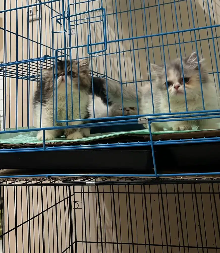 Kitten Pesek cebol