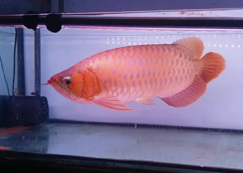 Arwana sumo uk 50 cm