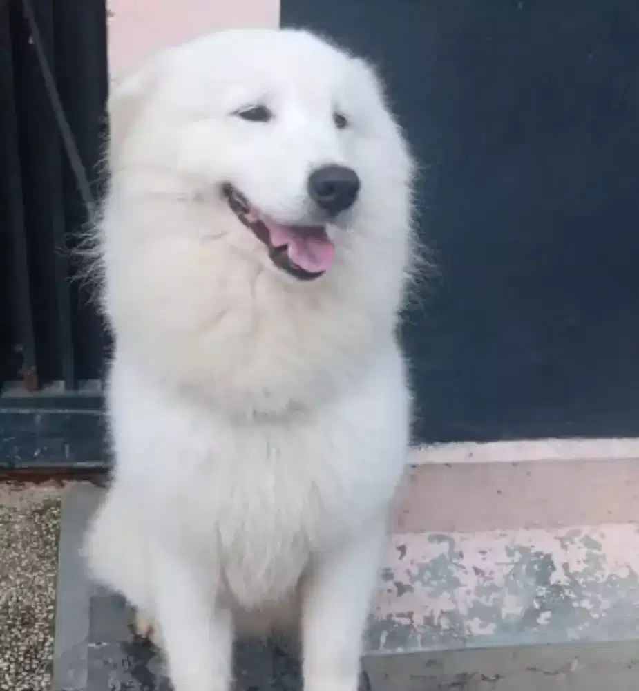 Samoyed jantan 2setengah taun