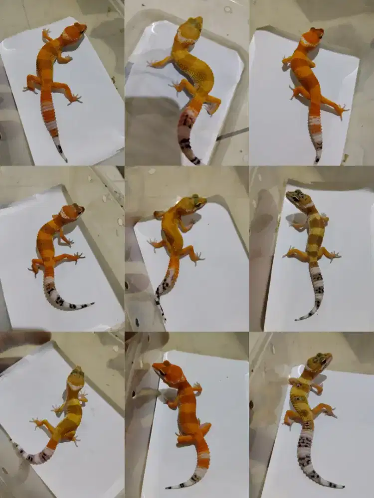Borongan 13 ekor leopard gecko