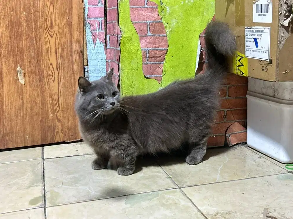 Kucing munchkin cebol betina warna abu abu