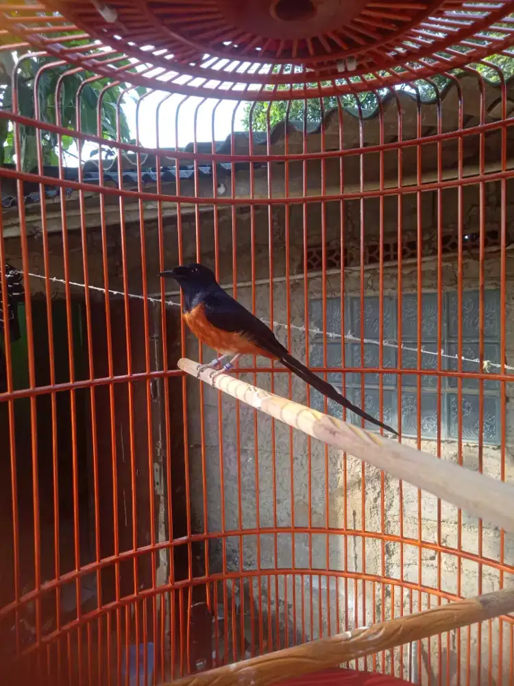 Burung murai batu