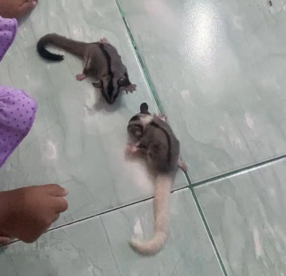 Anakan (Joey) Sugar Glider