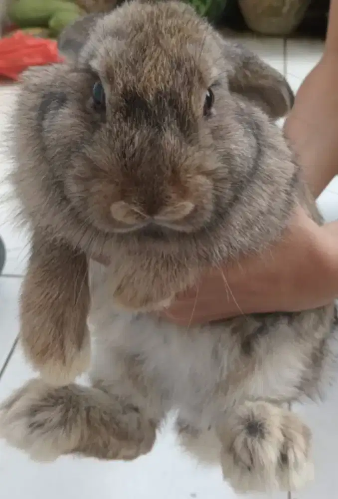 Kelinci Holland Lop