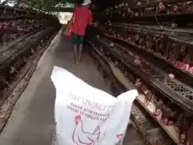 BISNIS TAKE OVER AYAM TELUR 11 HEKTAR SKALA BESAR RUMPIN BOGOR PARUNG