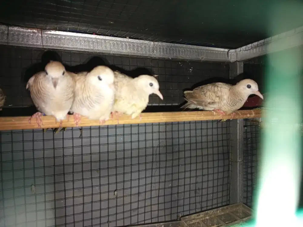 Burung Perkutut Silver / mocca