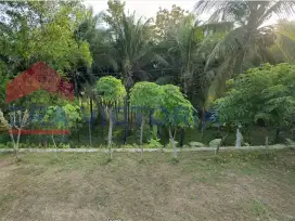 Tanah Jual Lokasi Pacitan Pinggir Jalan Utama Cocok untuk Objek Wisata