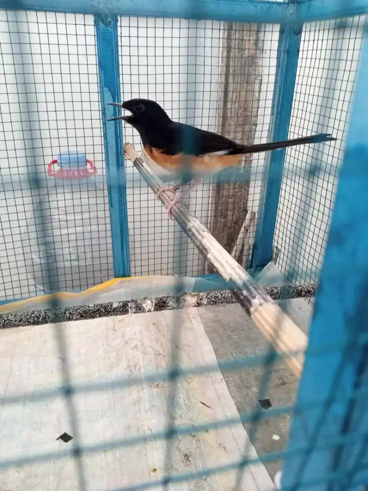 Burung murai batu