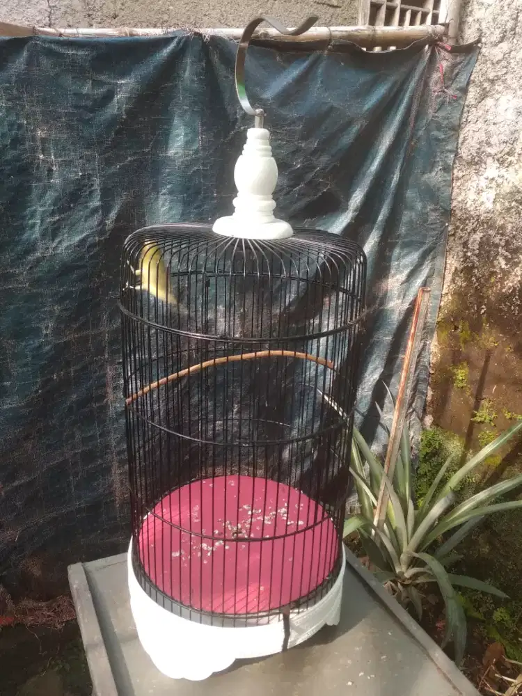 Kandang burung kecil, pleci dakun