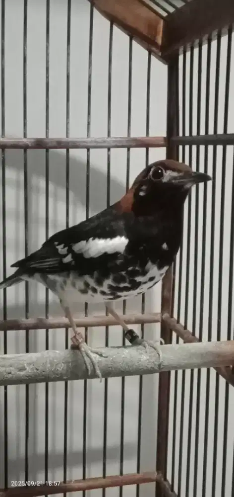 Burung Anis Kembang