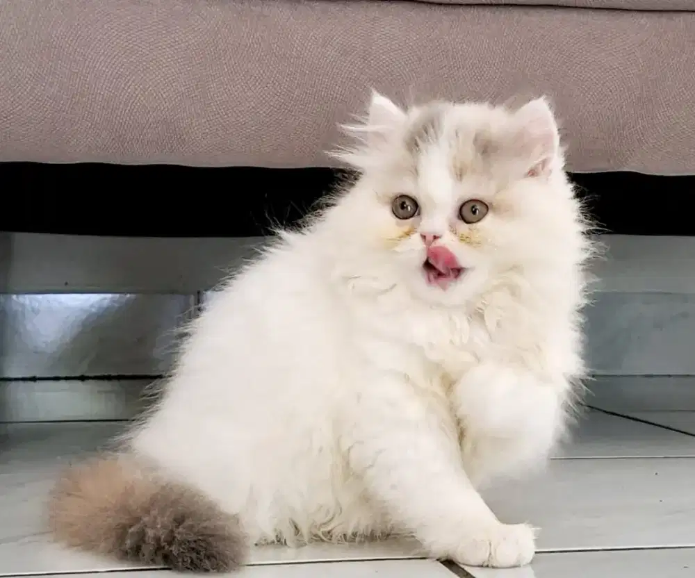 Kitten Persia Flatnose