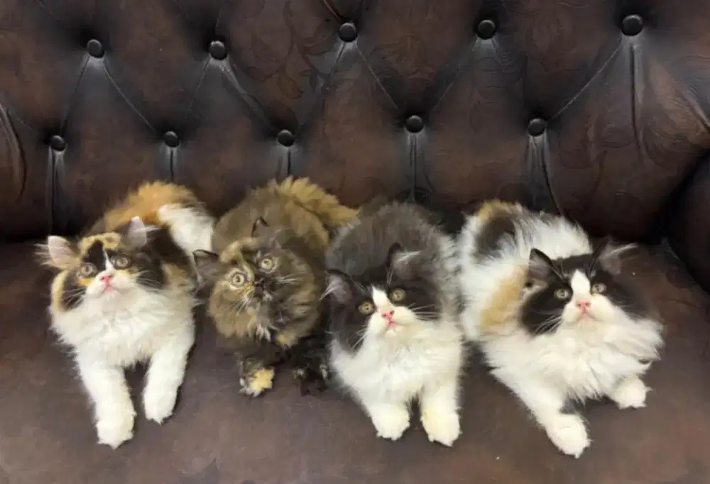 kitten persia mix ragdoll 2,5bln bigbone longhair
