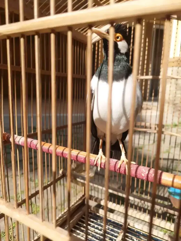 Jalak suren mulu gacor variasi