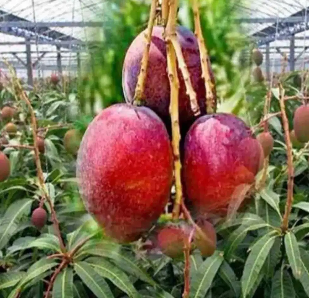 Bibit Mangga Miyazaki Merah Okulasi Stek Vareitas Mangga Jepang