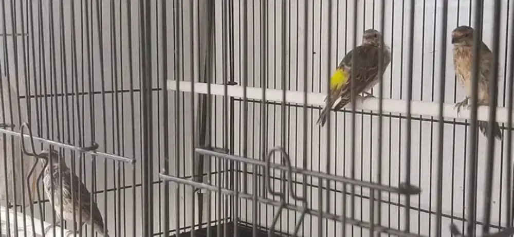 Anakan blackthroat jantan 2+betina 1 usia 5bln