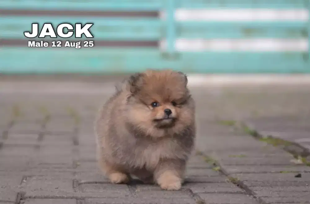 Minipom sable jantan •JACK•