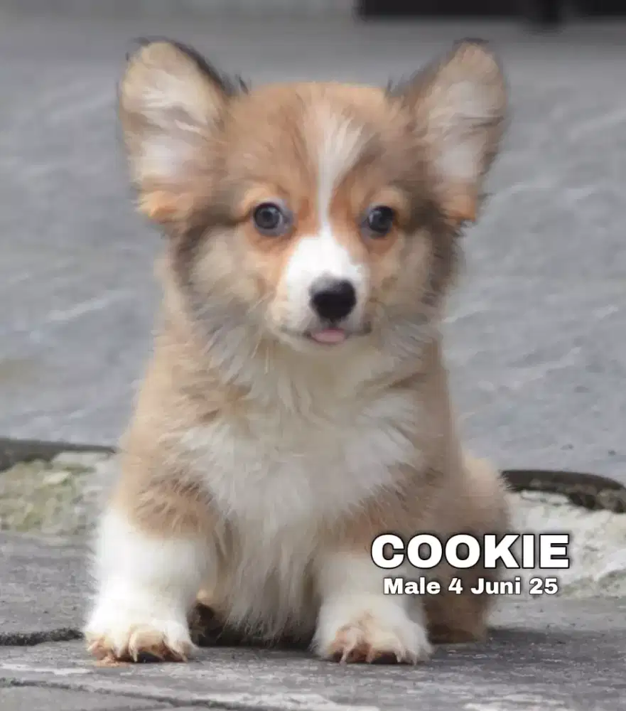 Corgi longhair jantan •COOKIE•