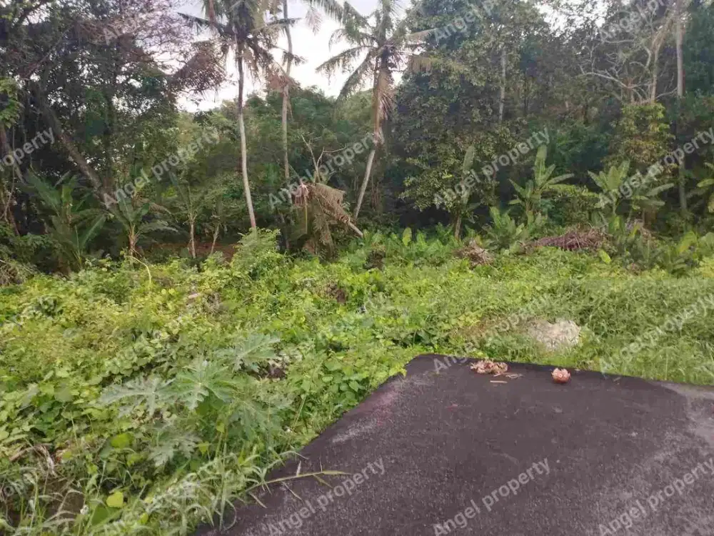 DIJUAL TANAH KEDUNGU ZONA PINK 495MTR
