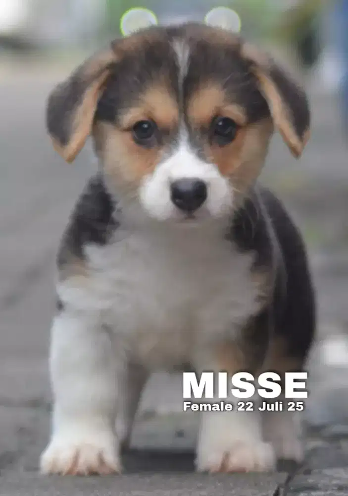 Corgi tricolor betina •MISSE•