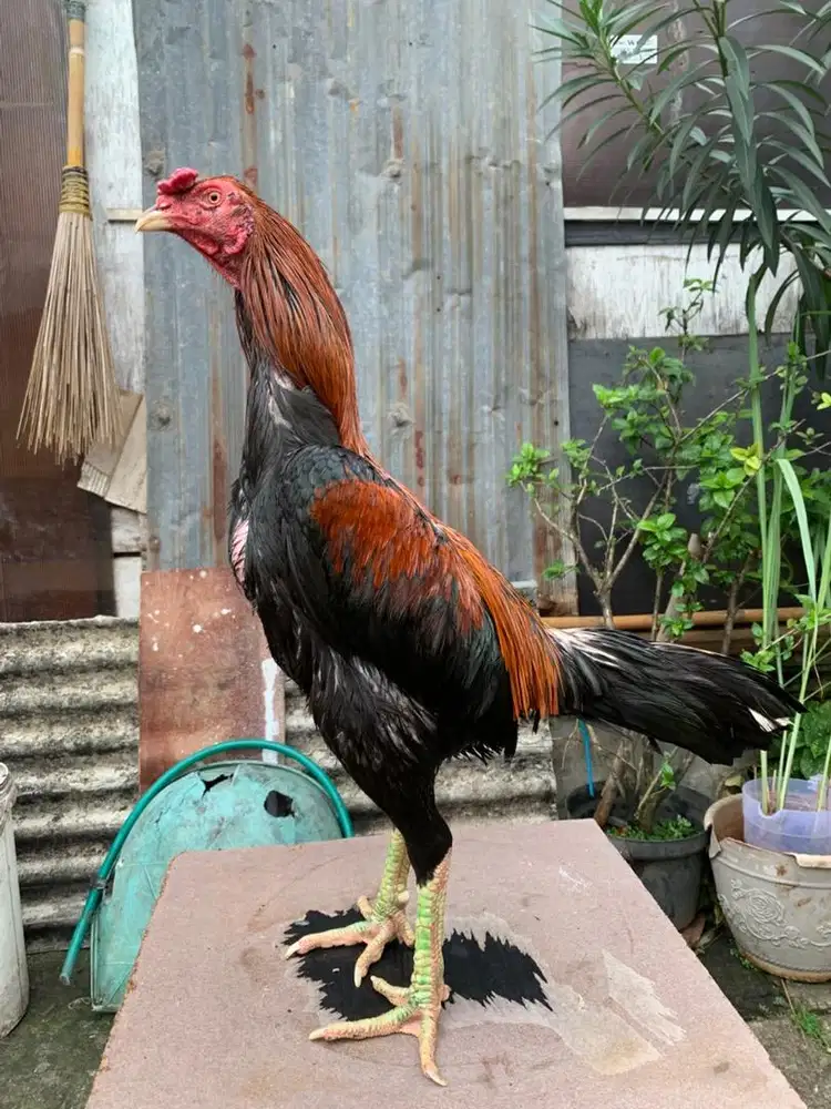 Ayam bangkok Birma x pakoy