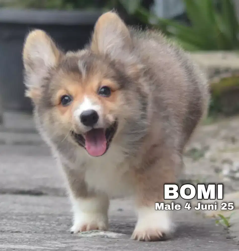 Corgi sable jantan •BOMI•