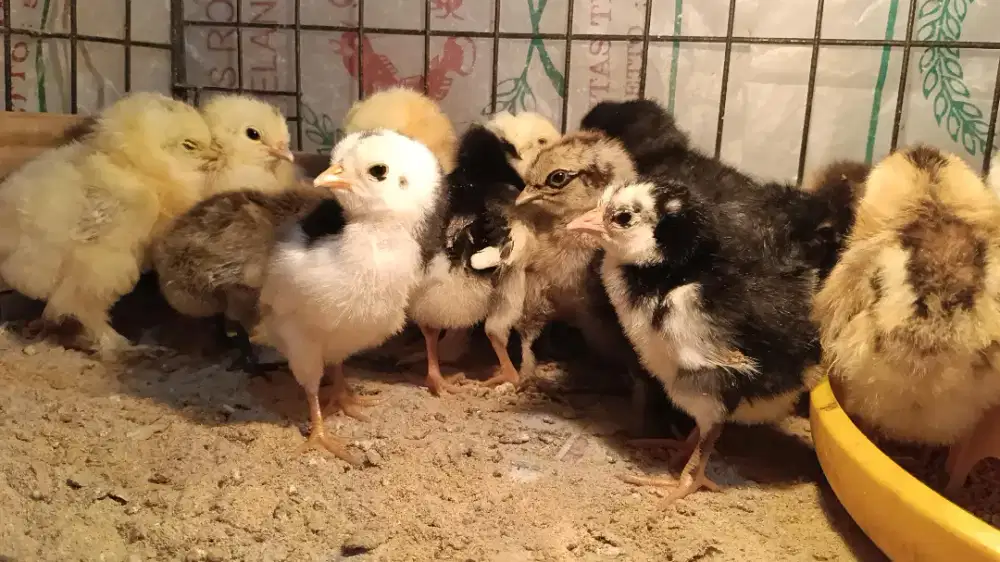 Anakan ayam hias