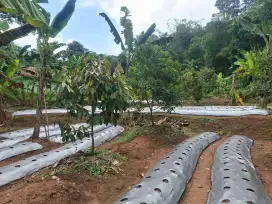 jual tanah murah LT 1600m², ajb, nempel jalan desa
