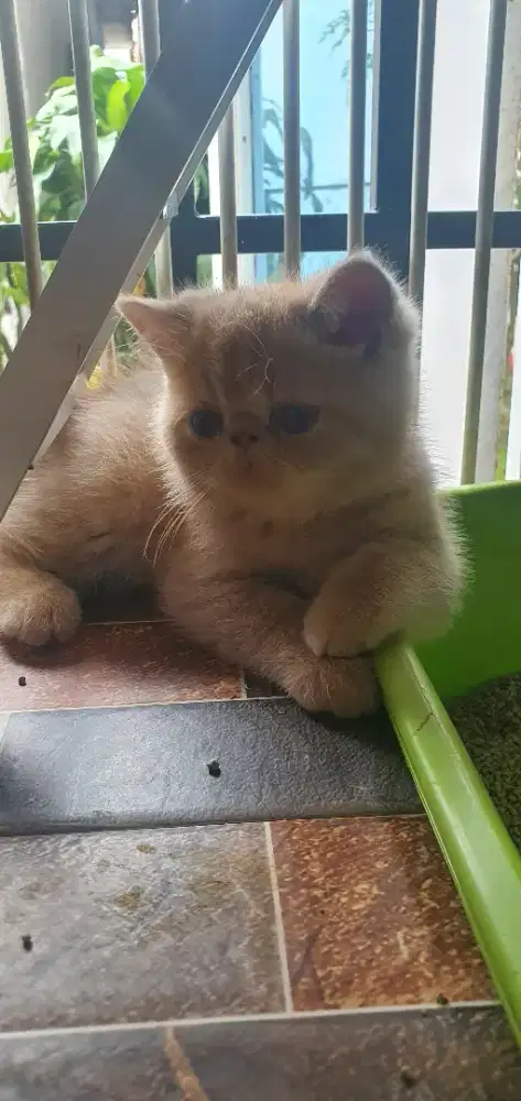 Peaknose short hair