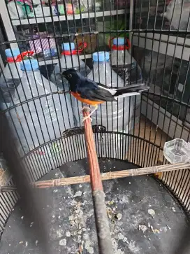 Burung murai lrpas trotol
