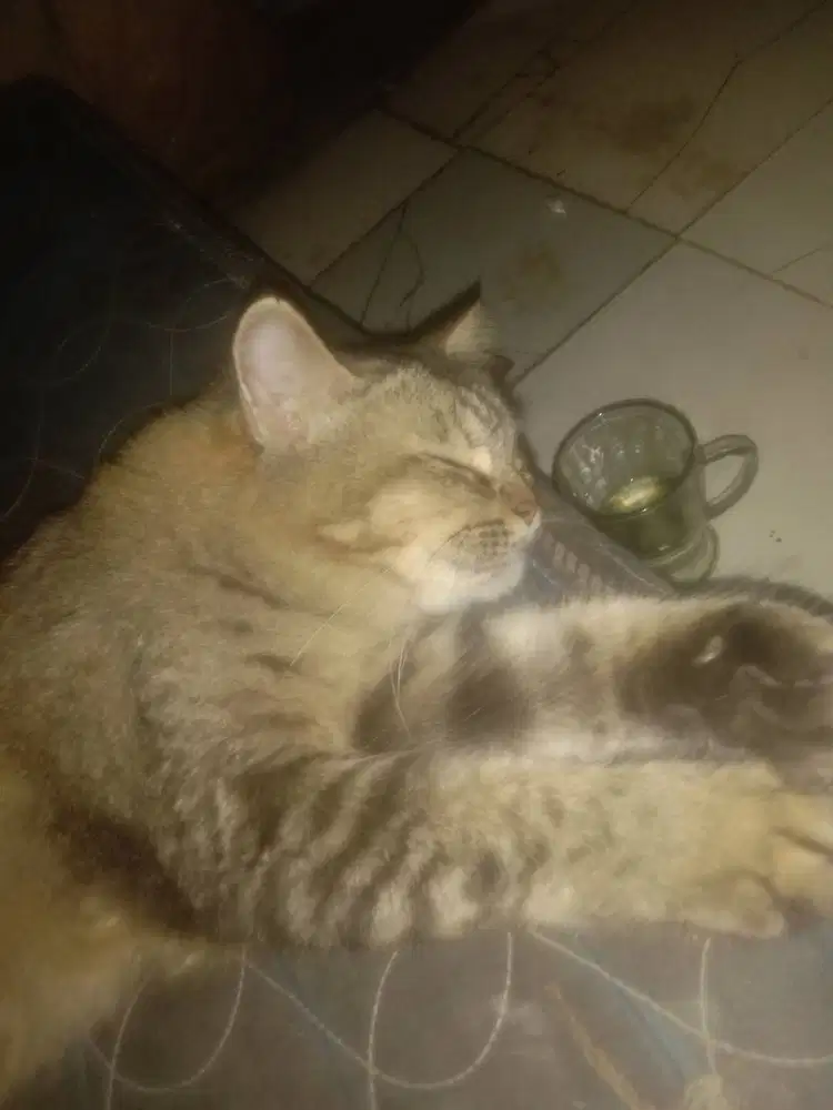 KUCING JENIS SOMALI