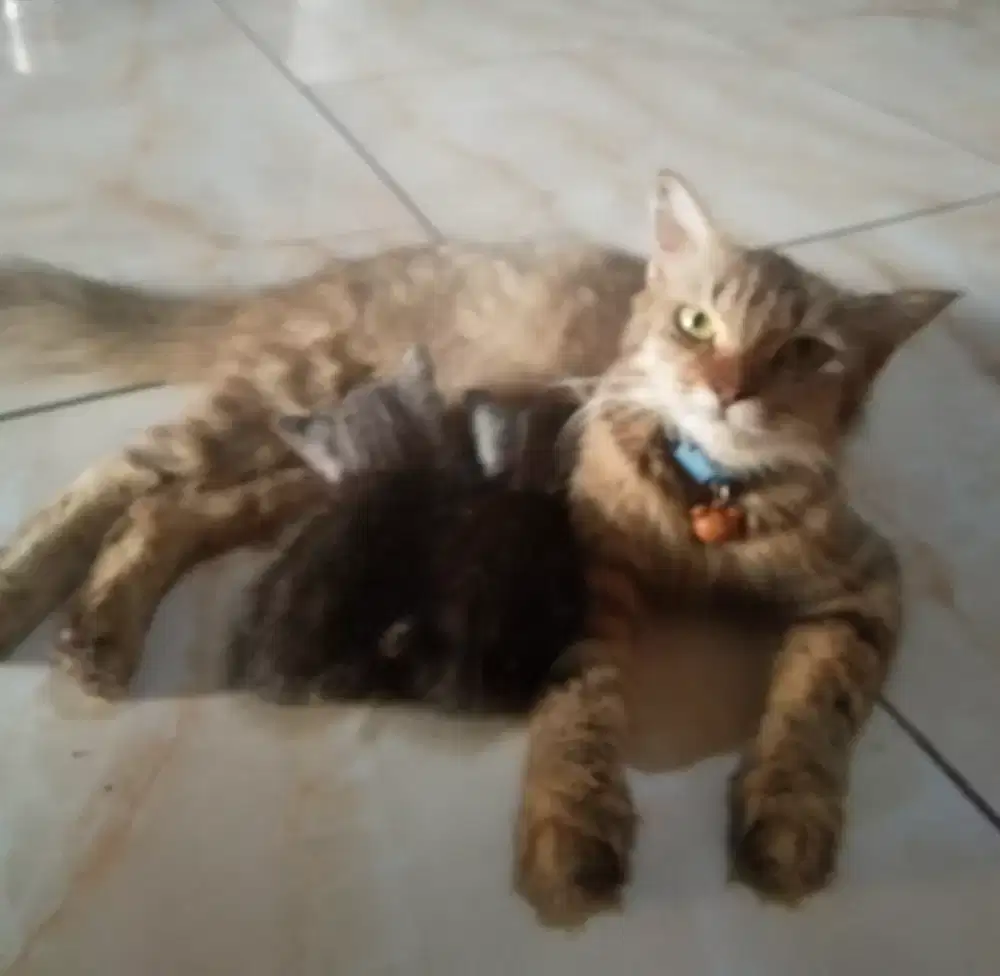 Open Adopsi Kucing Betina silang Persia Anggora plus 2 Kitten