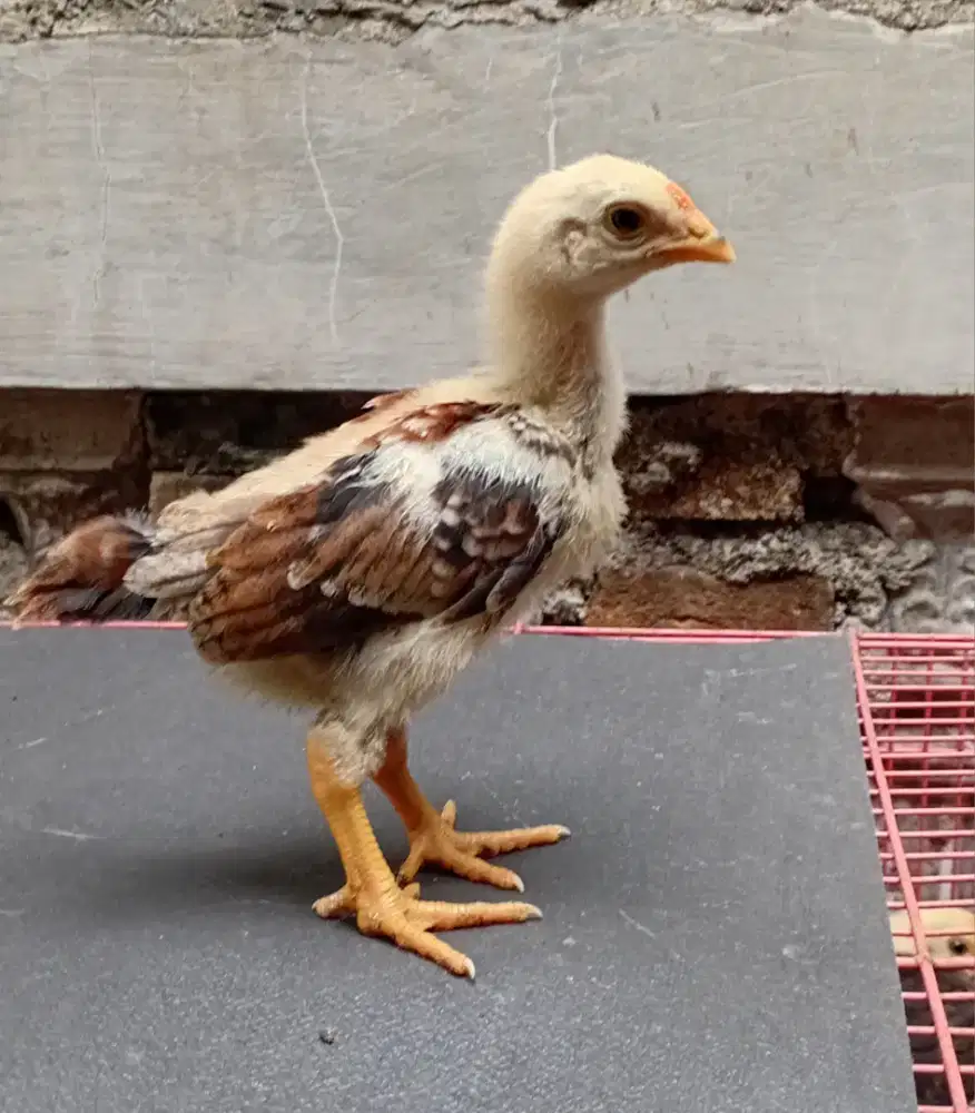ANAKAN AYAM KAMPUNG UNGGUL KUB