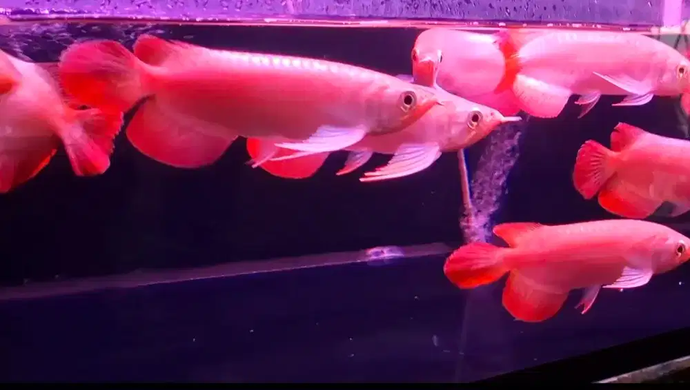 Arwana super red