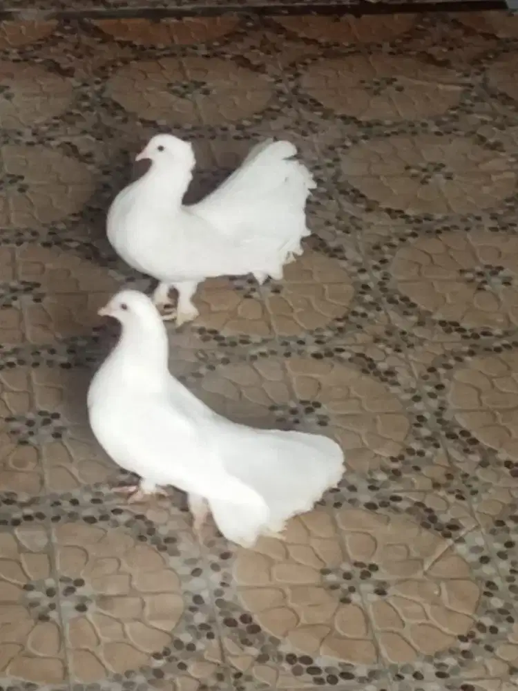 Merpati putih kipas