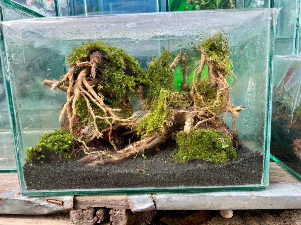 AQUARIUM AQUASCAPE