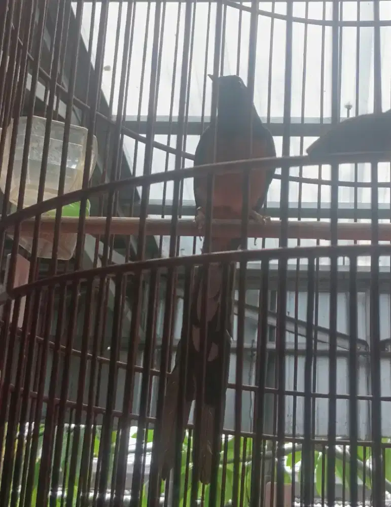 Murai batu ekor panjang