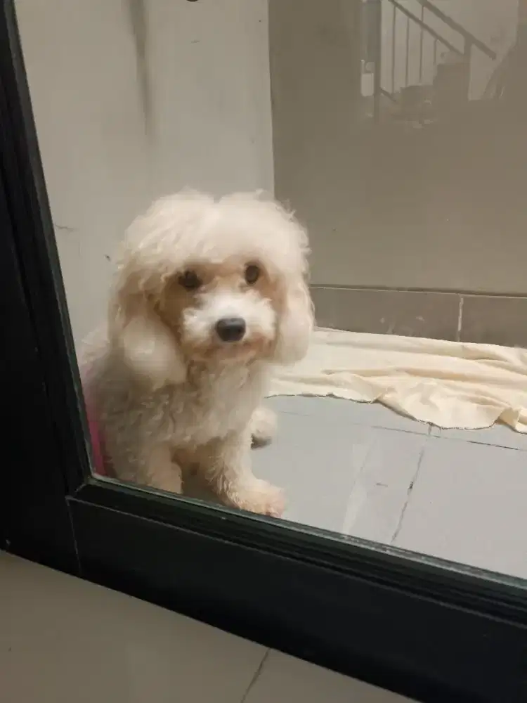 Toy poodle STB jantan