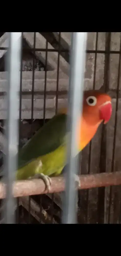 Di jual murah lovebird paud burja/nuktok