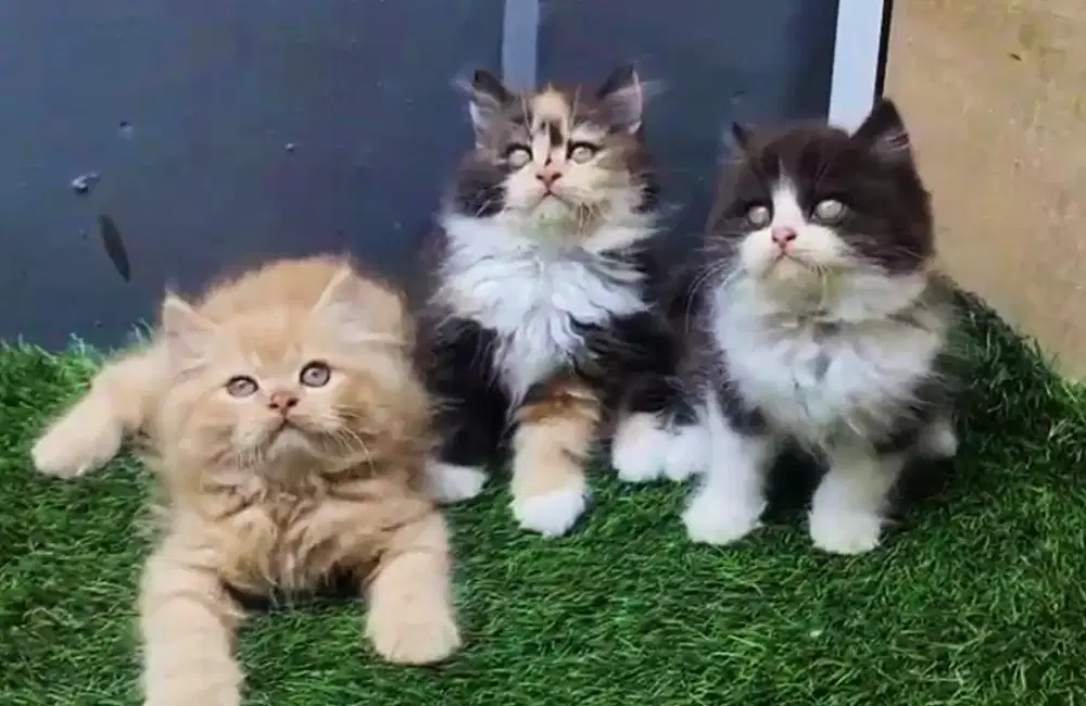 Persia mix norwegian 2bulan