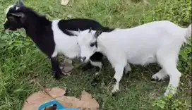sepasang kambing mini pygmi asli FB Full Blood 3-4 bulanan exotik unik
