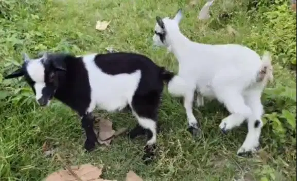 sepasang kambing mini pygmi 3-4 bulanan asli FB Full Blood ori exotik