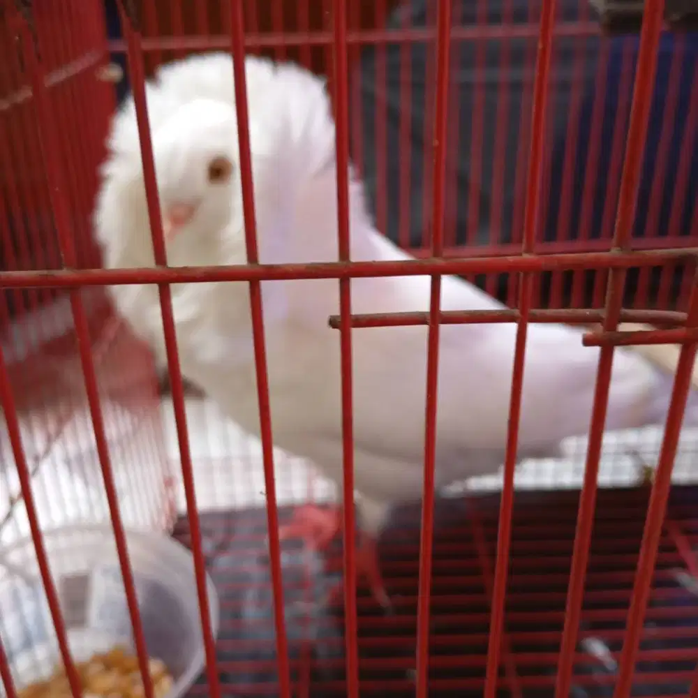 Burung merpati jacobin
