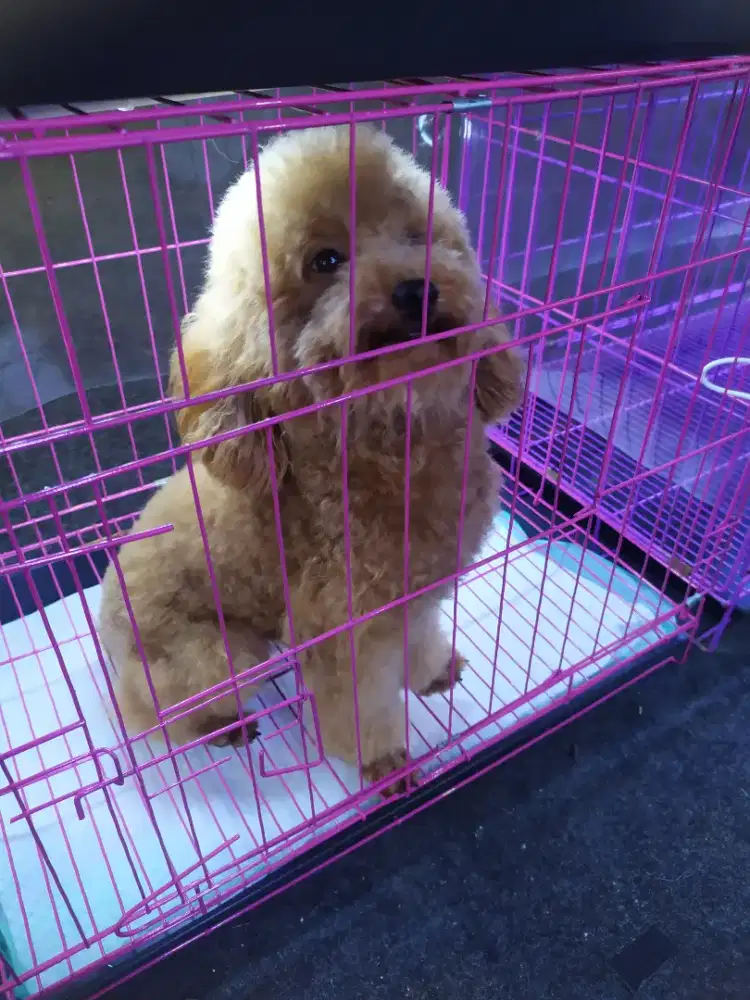 Anjing poodle jantan